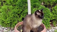 The cutest plant ever :) #cat #catlover #funnycat