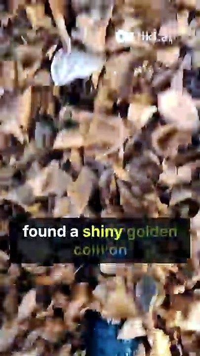 One sunny morning, a little fox named Finn was walking through the forest. Suddenly, he found a shiny golden coin on the path. "Wow! This is amazing!" Finn said. Just then, he heard a rabbit crying. "I lost my lucky coin," the rabbit said sadly. Finn look