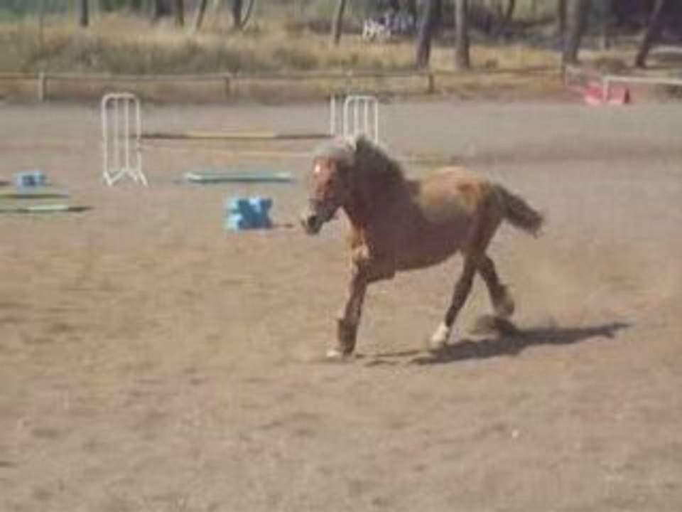 Senka Galop