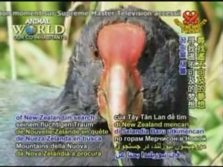 The Kakapo, Tui & Tahake: Fascinating Birds of New Zealand