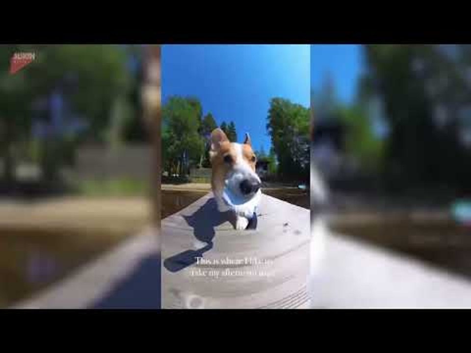 Corgi Gives Tour of His Home