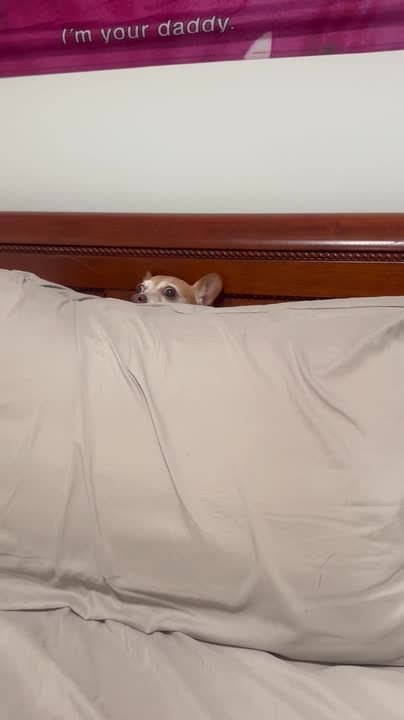 Scared Dog Hides Behind Pillow During Thunderstorm