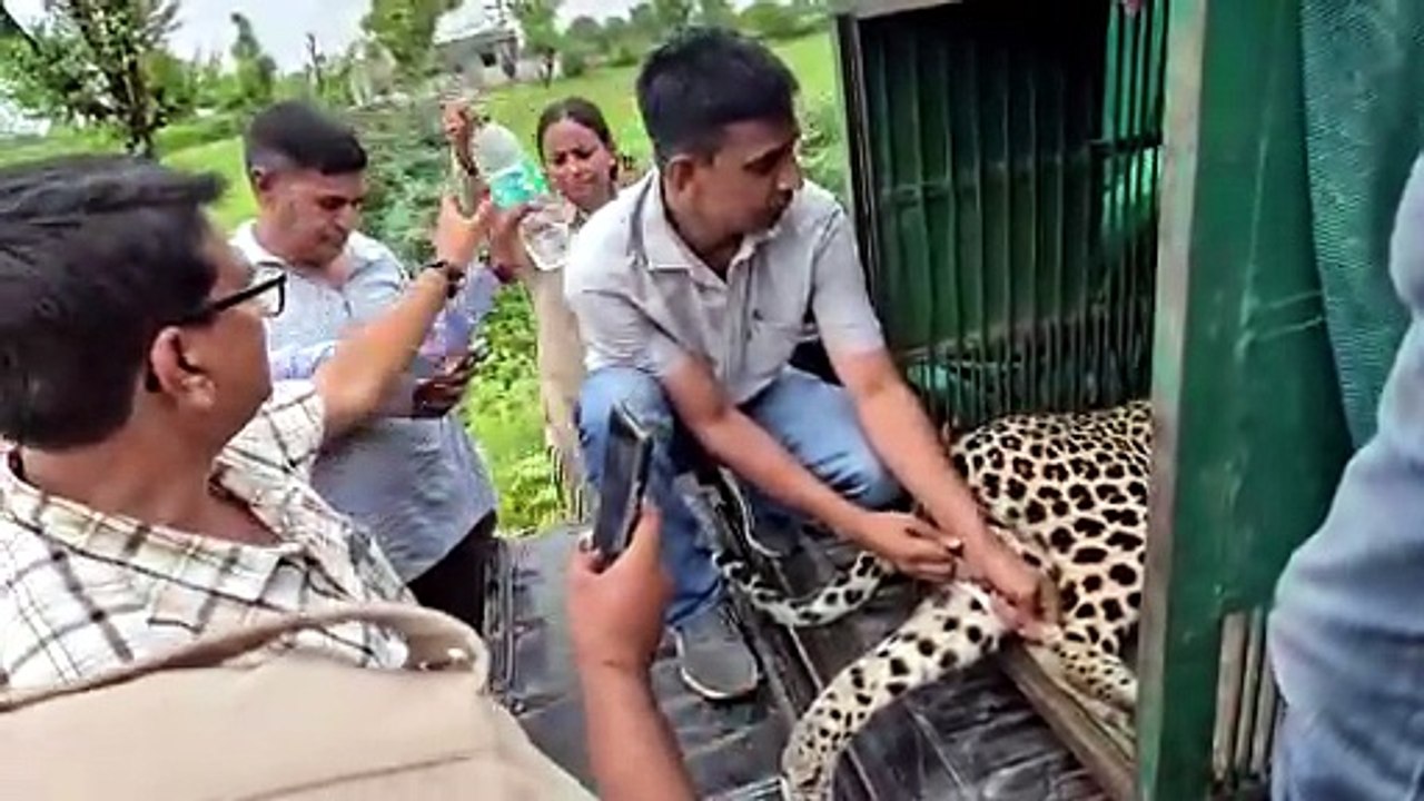 घनी आबादी क्षेत्र में घुसा खूंखार पैंथर