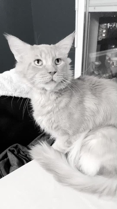 Notre adorable chat Maine Coon