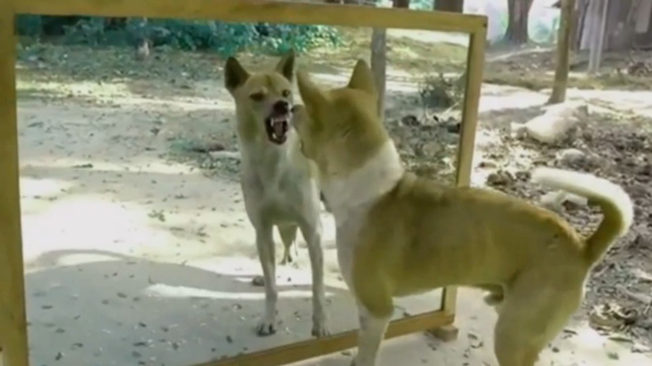 Dog's reaction to looking in the mirror