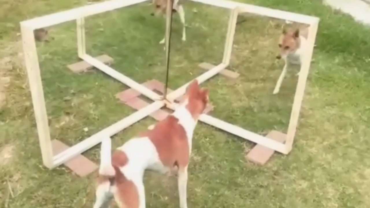 Don't laugh | Dog funny video | Mirror Prank | Animal Shorts #dog video
