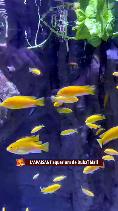 L'APAISANT aquarium de Dubaï Mall