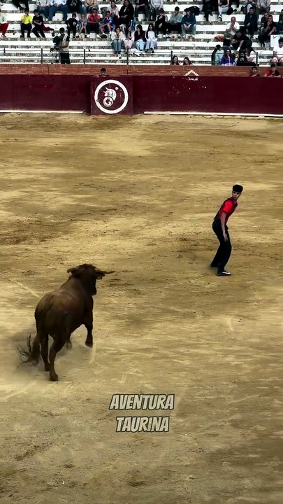 Backflip au dessus d'un taureau