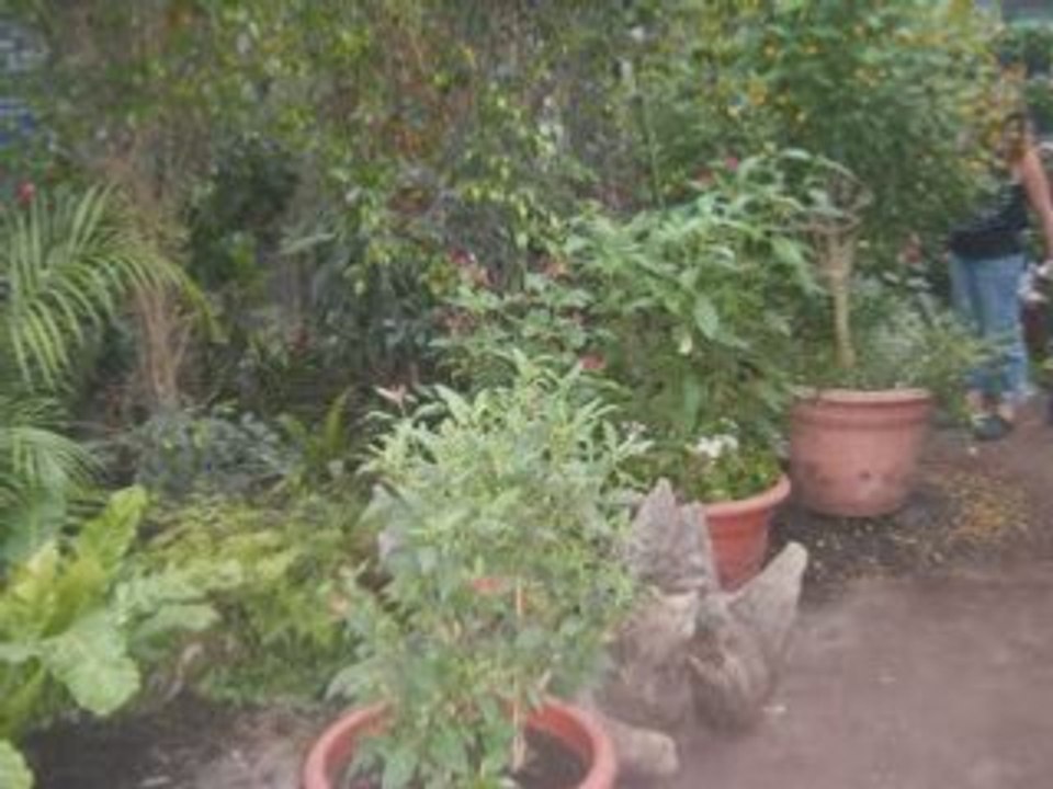 18ans de rachel papilloneraie