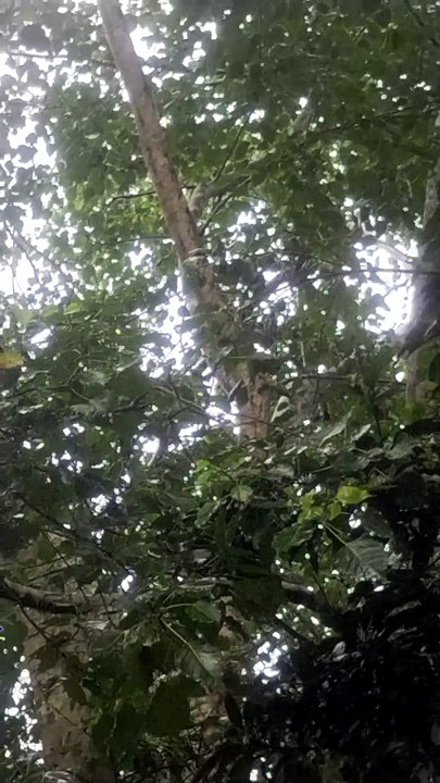 Smoke Coming Out of an Old Banyan Tree? A Mysterious Discovery! 🌳😱