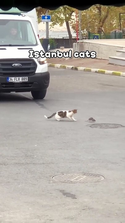 Istanbul cats #cat #funny #cats #cute #pets #funnycat #funnyvideo #cutecat #kitten #kitty #istanbul