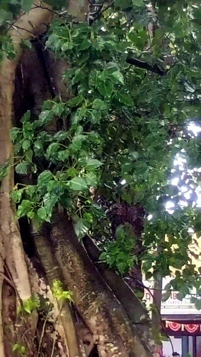 A Robin Bird Flew from an Old Banyan Tree Near a Haunted Building... What Happened Next? 👀🌳