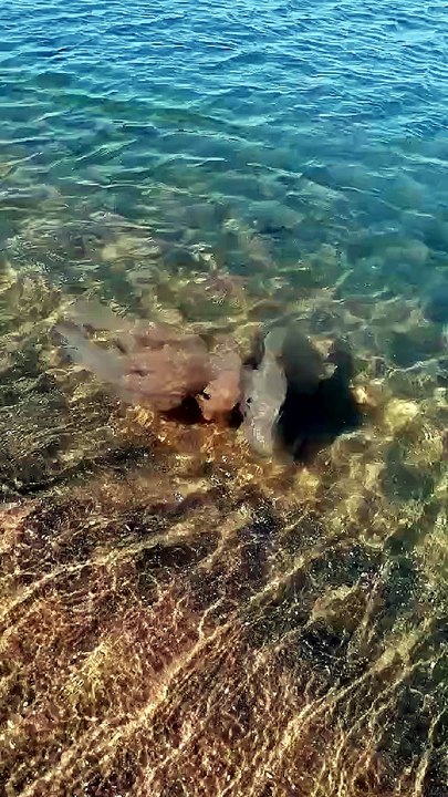 Les méduses sur la côte atlantique
