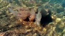 Les méduses sur la côte atlantique
