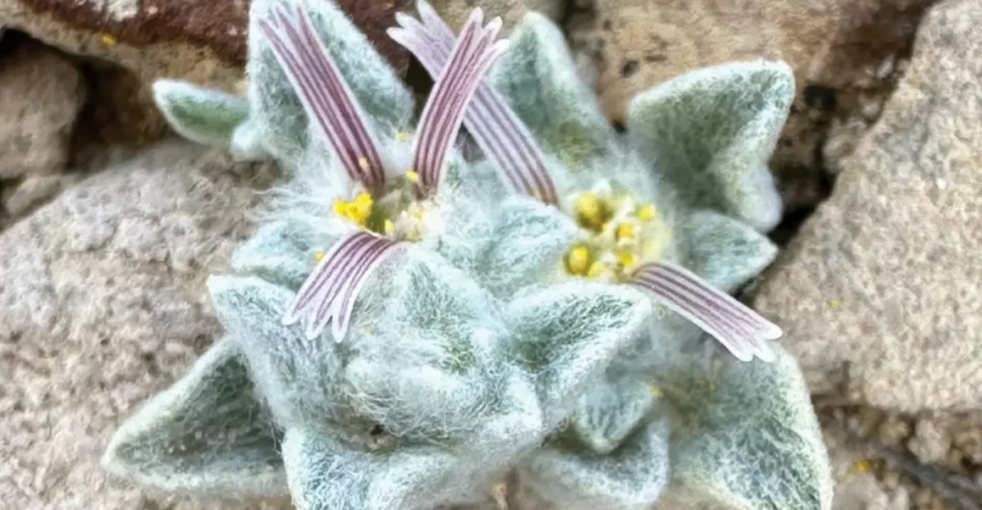 Rare 50-Year Discovery: New Species Found in National Park