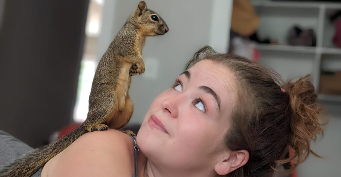 Pet Squirrel Laws: States That Permit Keeping Squirrels