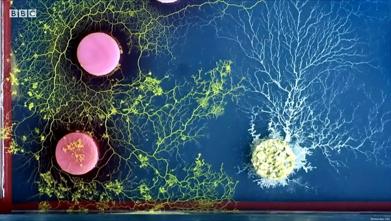 The Blob A Genius without a Brain (2020) [Full Movie] [Full Episodes]Full EP - Full