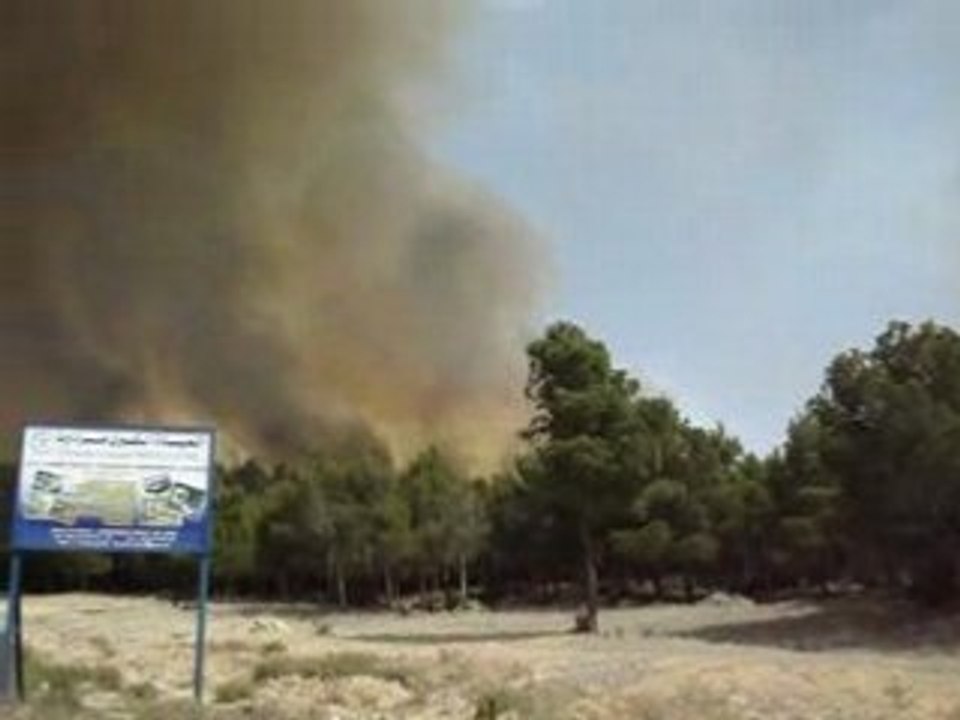 Feu de foret