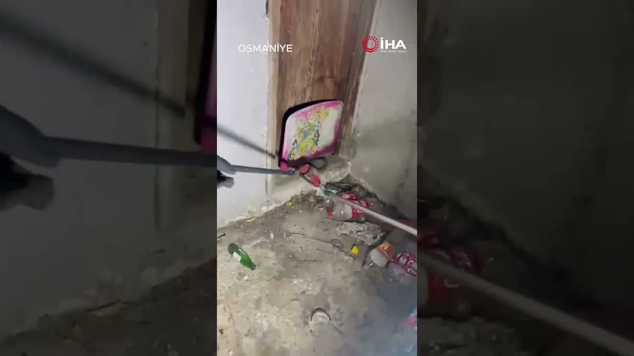 Eve Giren Zehirli Engerek Yılanı Böyle Yakalandı!