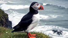 Atlantic Puffin Title: Atlantic Puffin of Iceland | Real Wildlife Documentary