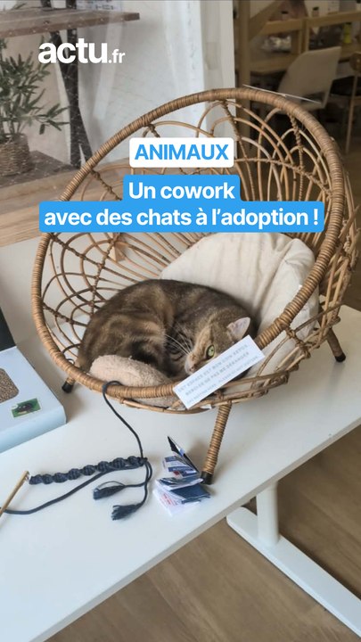 Un cowork avec des chats à l'adoption