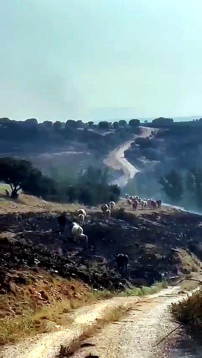 Video vacas