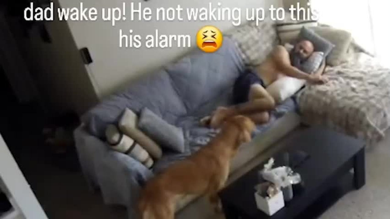 Dog Howls Loudly After Man Sleeps Through Alarm