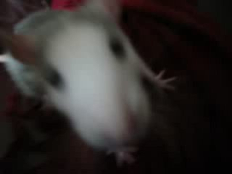 Guizmo (L)