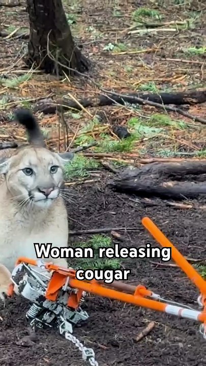 My Wife Releasing a Trapped Mountain Lion #trailcamnut #idaho #cougar #mountainlion #lion