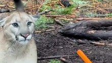 My Wife Releasing a Trapped Mountain Lion #trailcamnut #idaho #cougar #mountainlion #lion