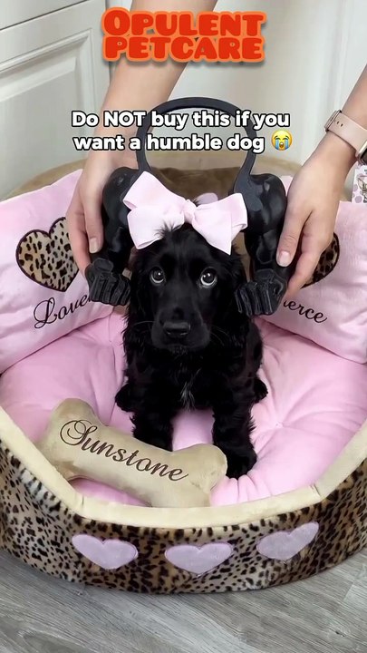 Funny Muscle Hand Pet Hanging Items – Save 70% Off | Hilarious Bodybuilder Arms Costume for Dogs