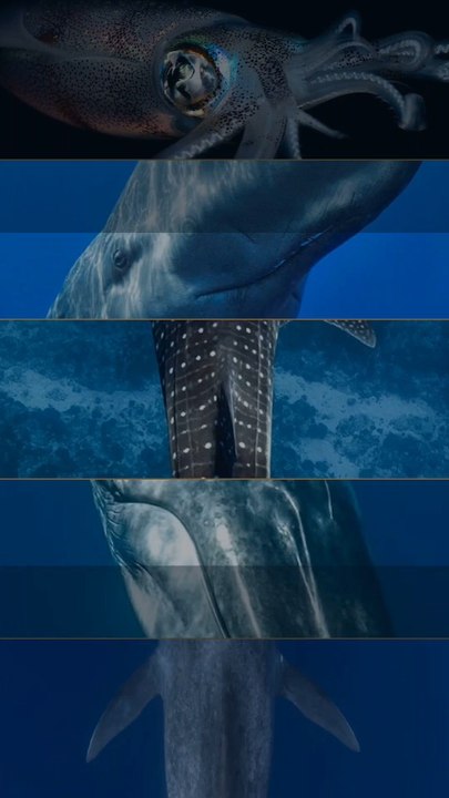 TOP 5 des géants de l'océan face à un humain 🌊