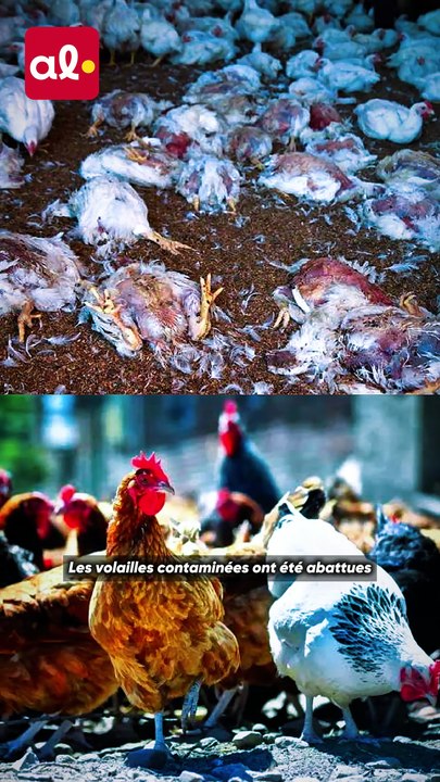 📢🐔 Alerte à la grippe aviaire dans plusieurs localités du Togo.