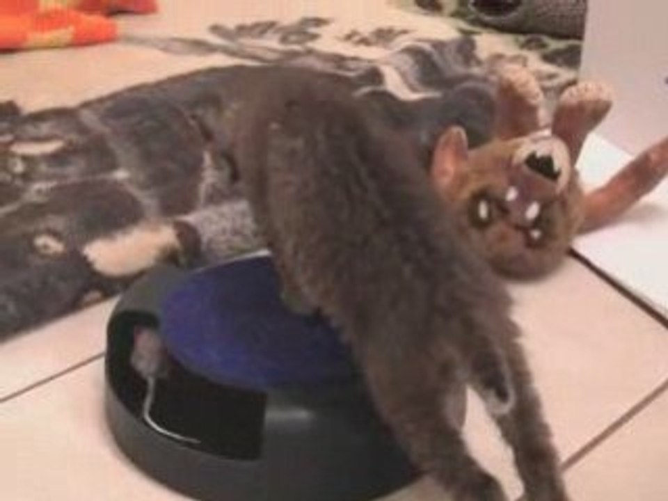 Baby Bobcat 6
