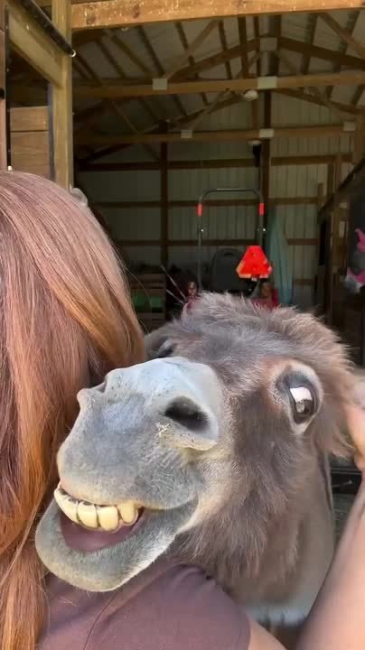 Donkey Grins Widely When Owner Scratches Her Ear