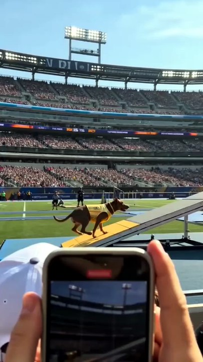 Watch This Brave Dog Beat Every Obstacle!