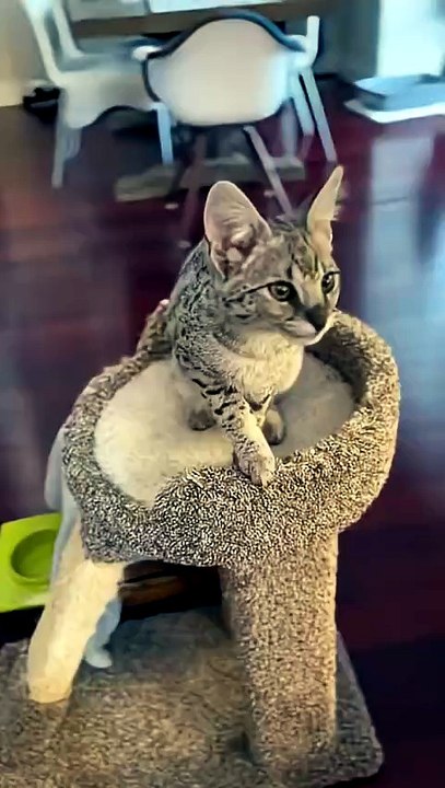 Talkative Silver Savannah Cat 🐱🗣️😻✨⭐