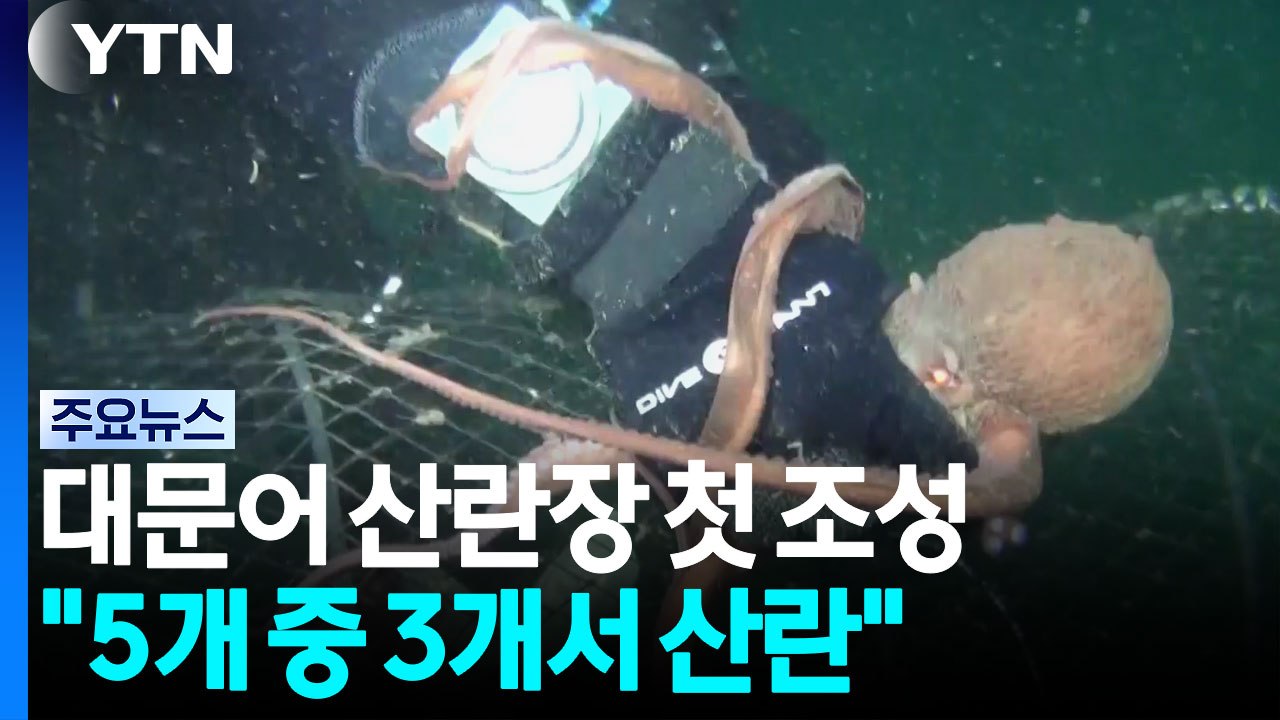 대문어 산란장 첫 조성..."5개 중 3개서 산란" / YTN