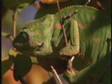 NATIONAL GEOGRAPHIC serpents d'Afrique.1