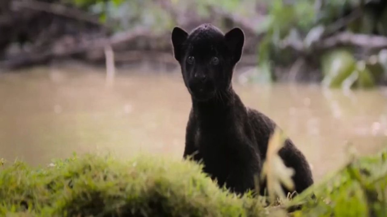 A Última Onça Negra Trailer Legendado