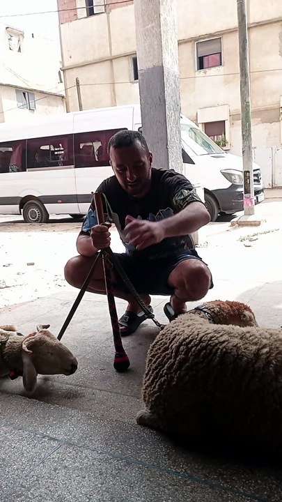 تربية حيوانات اليفه تربية الغنم
