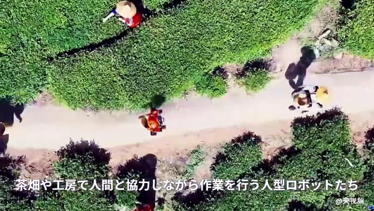Robôs Humanoides Trabalham Lado a Lado com Humanos nas Plantations de Chá da China!