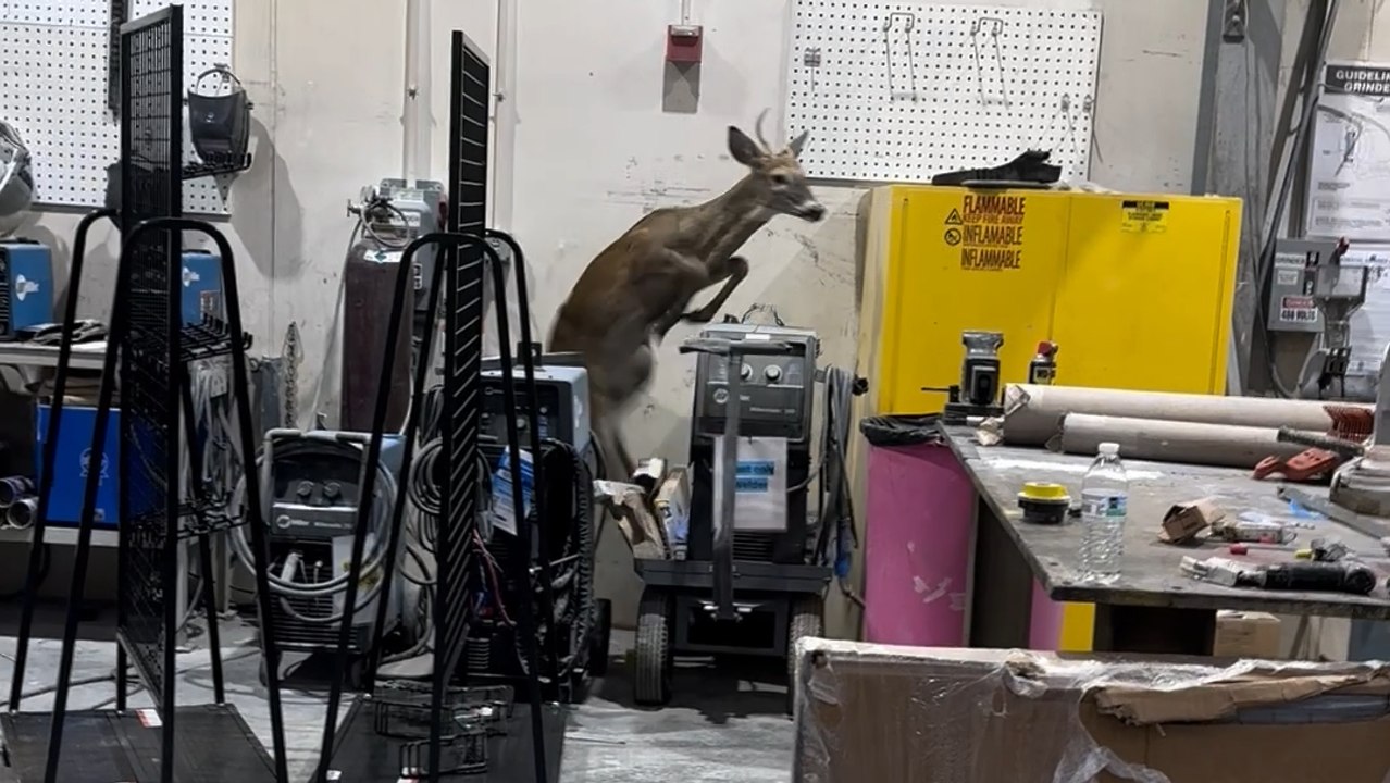 Shocking Encounter: Deer Trapped in Maintenance Shop Causes Havoc