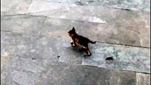 #cat#animal