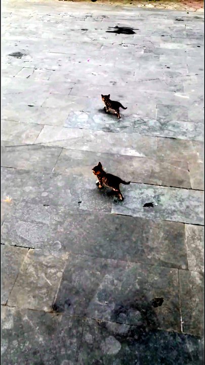 #cat#animal