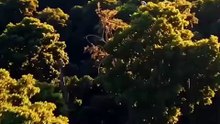 Tucano ou Arara Quem é o Rei das Cores da Floresta