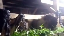 Beternak kambing