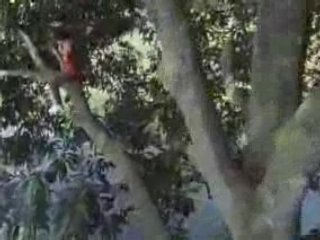 Innocent Voices- wings of a butterfly