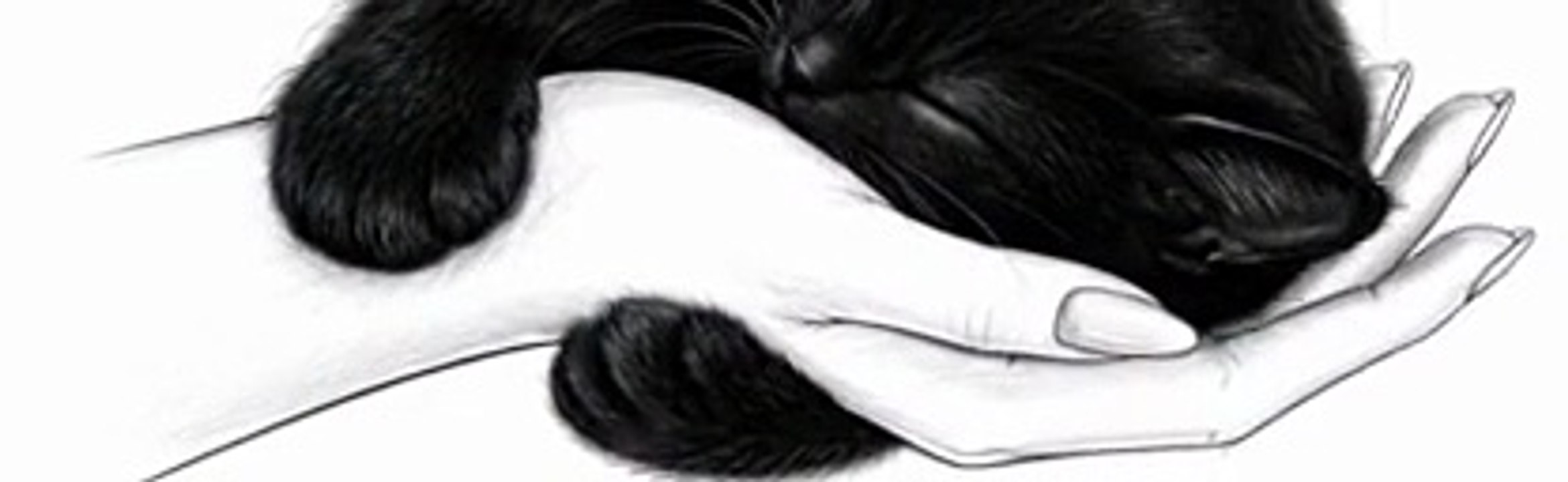 catsgif 1 (down)