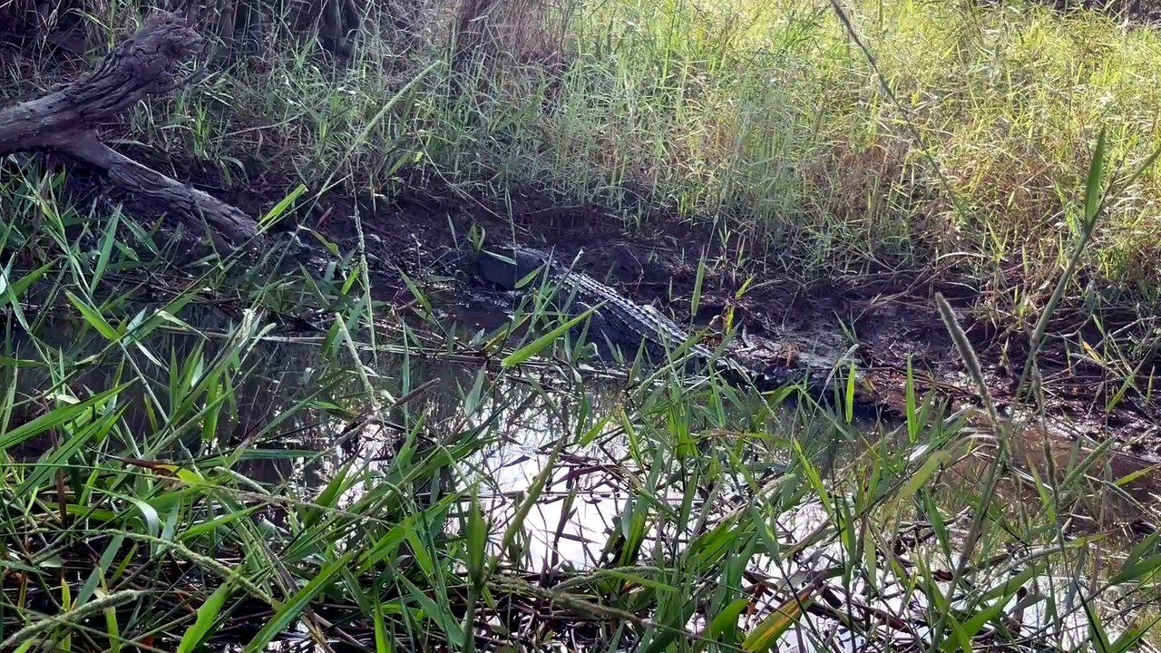 Freshwater crocodile